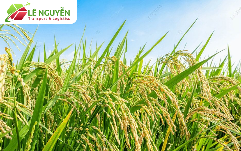 Chiến lược xuất khẩu gạo: Cần gì để đi xa