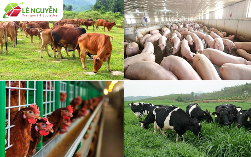 Chính sách và điều kiện pháp lý khi nhập khẩu thức ăn chăn nuôi